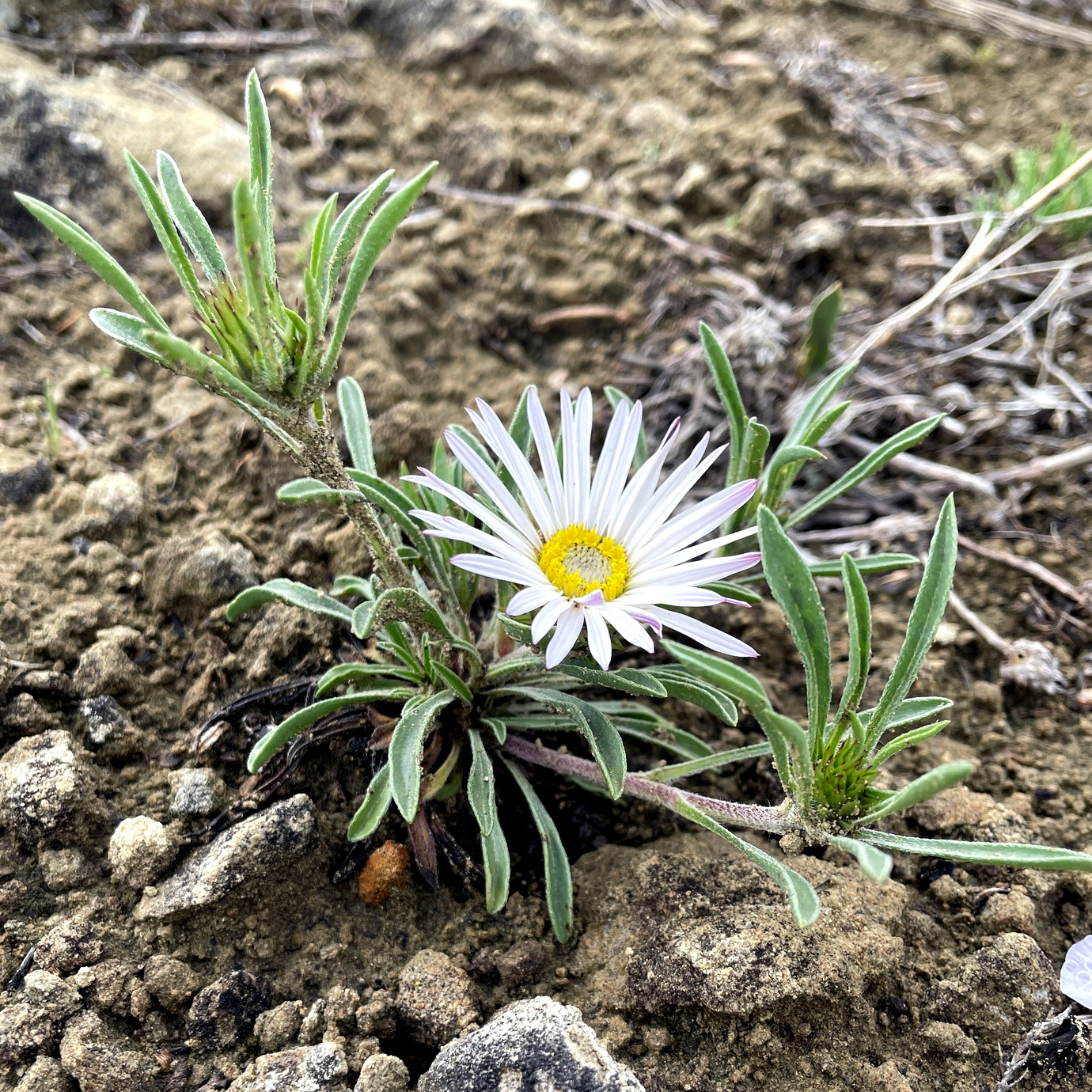 Jones' Townsend Daisy rare species